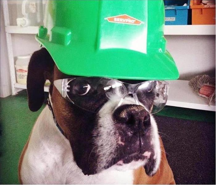 Dog wearing SERVPRO hat