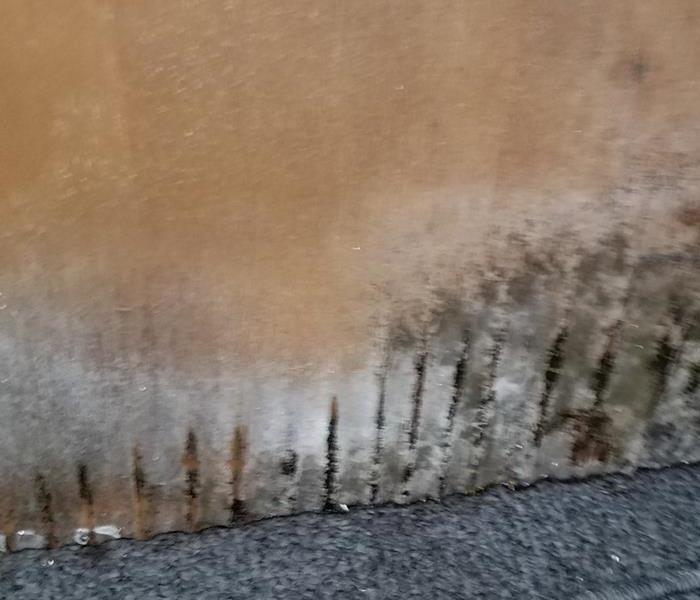 Mold on cabinet.